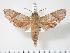  (Temnora robertsoni - BC-Hax3452)  @14 [ ] Copyright (2010) Unspecified Research Collection of Jean Haxaire