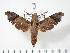  (Temnora wollastoni - BC-Hax3458)  @15 [ ] Copyright (2010) Unspecified Research Collection of Jean Haxaire