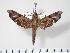 (Temnora prokopci - BC-Hax3468)  @14 [ ] Copyright (2010) Unspecified Research Collection of Jean Haxaire