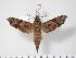  ( - BC-Hax3470)  @14 [ ] Copyright (2010) Unspecified Research Collection of Jean Haxaire