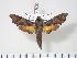  ( - BC-Hax3472)  @14 [ ] Copyright (2010) Unspecified Research Collection of Jean Haxaire