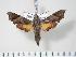  ( - BC-Hax3473)  @14 [ ] Copyright (2010) Unspecified Research Collection of Jean Haxaire