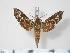  ( - BC-Hax3477)  @14 [ ] Copyright (2010) Unspecified Research Collection of Jean Haxaire