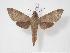  (Temnora griseata - BC-Hax3481)  @14 [ ] Copyright (2010) Unspecified Research Collection of Jean Haxaire
