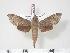  ( - BC-Hax3484)  @13 [ ] Copyright (2010) Unspecified Research Collection of Jean Haxaire