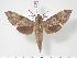  ( - BC-Hax3486)  @14 [ ] Copyright (2010) Unspecified Research Collection of Jean Haxaire