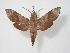  ( - BC-Hax3491)  @14 [ ] Copyright (2010) Unspecified Research Collection of Jean Haxaire