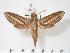  ( - BC-Hax3511)  @14 [ ] Copyright (2010) Unspecified Research Collection of Jean Haxaire