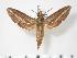  ( - BC-Hax3513)  @14 [ ] Copyright (2010) Unspecified Research Collection of Jean Haxaire