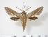  ( - BC-Hax3517)  @15 [ ] Copyright (2010) Unspecified Research Collection of Jean Haxaire