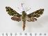  (Theretra viridis - BC-Hax3535)  @14 [ ] Copyright (2010) Unspecified Research Collection of Jean Haxaire