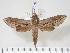  ( - BC-Hax3538)  @14 [ ] Copyright (2010) Unspecified Research Collection of Jean Haxaire