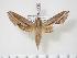  ( - BC-Hax3540)  @14 [ ] Copyright (2010) Unspecified Research Collection of Jean Haxaire