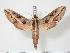 (Theretra turneri - BC-Hax3543)  @15 [ ] Copyright (2010) Unspecified Research Collection of Jean Haxaire