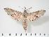  ( - BC-Hax3551)  @13 [ ] Copyright (2010) Unspecified Research Collection of Jean Haxaire