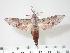  ( - BC-Hax3552)  @14 [ ] Copyright (2010) Unspecified Research Collection of Jean Haxaire