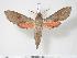  ( - BC-Hax3576)  @14 [ ] Copyright (2010) Unspecified Research Collection of Jean Haxaire