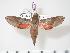  ( - BC-Hax3577)  @14 [ ] Copyright (2010) Unspecified Research Collection of Jean Haxaire