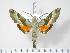  ( - BC-Hax3588)  @14 [ ] Copyright (2010) Unspecified Research Collection of Jean Haxaire