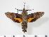  ( - BC-Hax3603)  @14 [ ] Copyright (2010) Unspecified Research Collection of Jean Haxaire