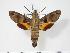  ( - BC-Hax3604)  @14 [ ] Copyright (2010) Unspecified Research Collection of Jean Haxaire