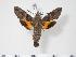  (Macroglossum variegatum - BC-Hax3605)  @14 [ ] Copyright (2010) Unspecified Research Collection of Jean Haxaire