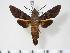  (Macroglossum glaucoptera - BC-Hax3608)  @14 [ ] Copyright (2010) Unspecified Research Collection of Jean Haxaire