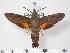  ( - BC-Hax3619)  @14 [ ] Copyright (2010) Unspecified Research Collection of Jean Haxaire