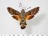  ( - BC-Hax3625)  @14 [ ] Copyright (2010) Unspecified Research Collection of Jean Haxaire