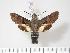  ( - BC-Hax3636)  @14 [ ] Copyright (2010) Unspecified Research Collection of Jean Haxaire