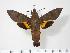  (Macroglossum sylvia - BC-Hax3642)  @14 [ ] Copyright (2010) Unspecified Research Collection of Jean Haxaire