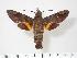  ( - BC-Hax3650)  @14 [ ] Copyright (2010) Unspecified Research Collection of Jean Haxaire