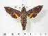  ( - BC-Hax3651)  @14 [ ] Copyright (2010) Unspecified Research Collection of Jean Haxaire