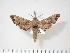  (Likoma - BC-Hax3660)  @14 [ ] Copyright (2010) Unspecified Research Collection of Jean Haxaire