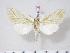 (Viriclanis kingstoni - BC-Hax3726)  @13 [ ] Copyright (2010) Unspecified Research Collection of Jean Haxaire