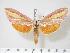  (Leucophlebia vietnamensis - BC-Hax3727)  @14 [ ] Copyright (2010) Unspecified Research Collection of Jean Haxaire