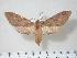  ( - BC-Hax3753)  @13 [ ] Copyright (2010) Unspecified Research Collection of Jean Haxaire