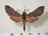  ( - BC-Hax3757)  @14 [ ] Copyright (2010) Unspecified Research Collection of Jean Haxaire