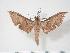  ( - BC-Hax3803)  @13 [ ] Copyright (2010) Unspecified Research Collection of Jean Haxaire