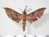  ( - BC-Hax3804)  @14 [ ] Copyright (2010) Unspecified Research Collection of Jean Haxaire