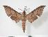  ( - BC-Hax3805)  @14 [ ] Copyright (2010) Unspecified Research Collection of Jean Haxaire
