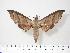  ( - BC-Hax3813)  @14 [ ] Copyright (2010) Unspecified Research Collection of Jean Haxaire