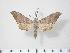  ( - BC-Hax3819)  @14 [ ] Copyright (2010) Unspecified Research Collection of Jean Haxaire