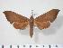  ( - BC-Hax3834)  @14 [ ] Copyright (2010) Unspecified Research Collection of Jean Haxaire