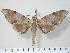  ( - BC-Hax3864)  @14 [ ] Copyright (2010) Unspecified Research Collection of Jean Haxaire