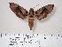  ( - BC-Hax4133)  @14 [ ] Copyright (2010) Unspecified Research Collection of Jean Haxaire