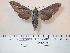  ( - BC-Hax4152)  @13 [ ] Copyright (2010) Unspecified Research Collection of Jean Haxaire