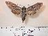  ( - BC-Hax4153)  @13 [ ] Copyright (2010) Unspecified Research Collection of Jean Haxaire
