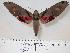  ( - BC-Hax4160)  @14 [ ] Copyright (2010) Unspecified Research Collection of Jean Haxaire