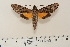  ( - BC-Hax4670)  @13 [ ] Copyright (2010) Unspecified Research Collection of Jean Haxaire
